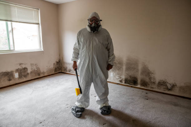 Best Basement Mold Removal  in Quantico Base, VA